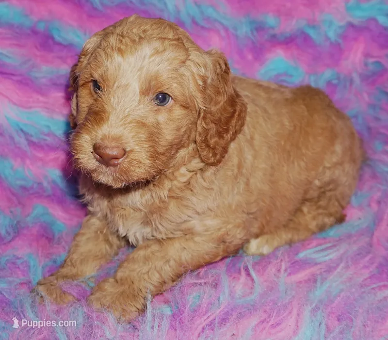 apricot boy – Labradoodle puppy on hold in La Habra, CA