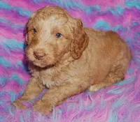 apricot boy, a male Labradoodle for sale in La Habra, CA – 1 of 5