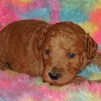 SALE red 1, a female Labradoodle for sale in La Habra, CA – Photo 4 of 8