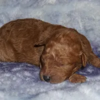 SALE red 1, a female Labradoodle for sale in La Habra, CA – Photo 6 of 8