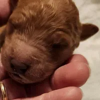 SALE red 1, a female Labradoodle for sale in La Habra, CA – Photo 7 of 8