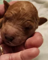 red 1, a female Labradoodle for sale in La Habra, CA – Photo 2 of 3