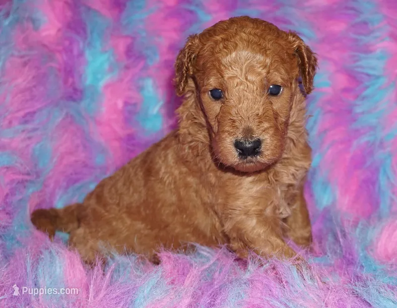 red 1 – Labradoodle puppy for sale in La Habra, CA