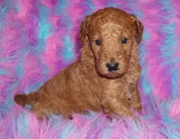 SALE red 1, a female Labradoodle for sale in La Habra, CA – Photo 3 of 8