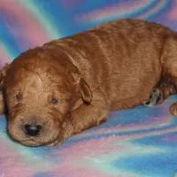 SALE red 1, a female Labradoodle for sale in La Habra, CA – Photo 5 of 8