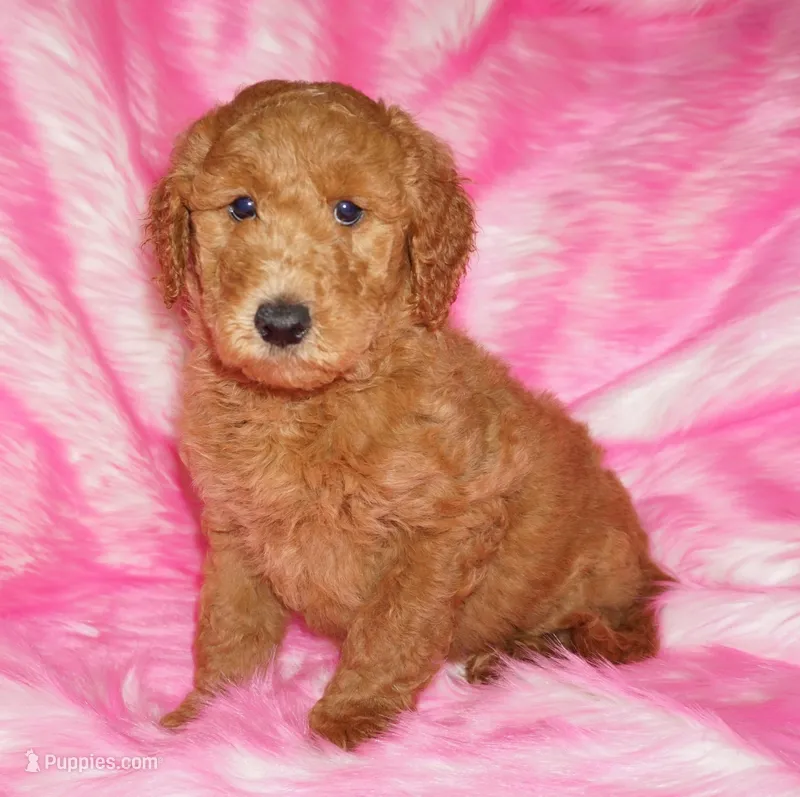 SALE red 1 – Labradoodle puppy for sale in La Habra, CA