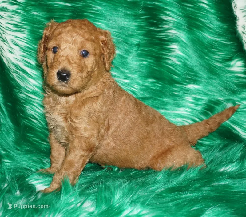 red 1 – Labradoodle puppy for sale in La Habra, CA