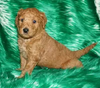 SALE red 1, a female Labradoodle for sale in La Habra, CA – Photo 2 of 8