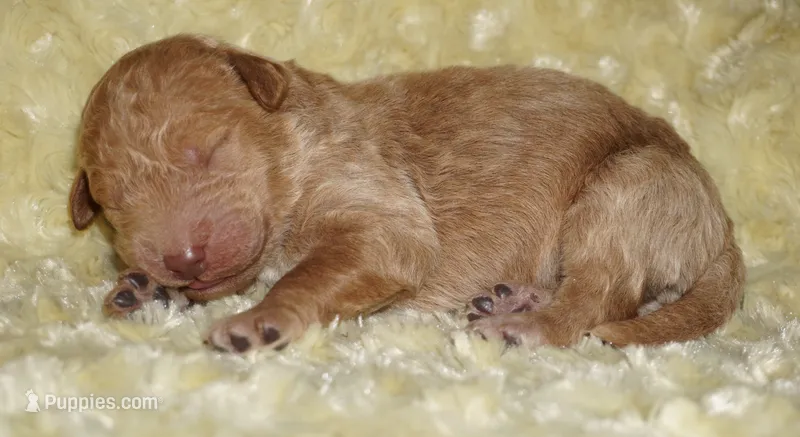 medium multigen apricot 3 – Labradoodle puppy for sale in La Habra, CA