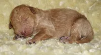 medium multigen apricot 3, a male Labradoodle for sale in La Habra, CA – 1 of 1