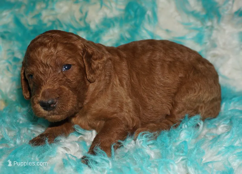 red girl 3 – Labradoodle puppy for sale in La Habra, CA