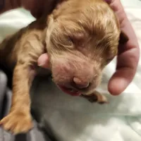 apricot, a male Labradoodle for sale in La Habra, CA – Photo 2 of 3