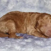 apricot, a male Labradoodle for sale in La Habra, CA – Photo 1 of 3