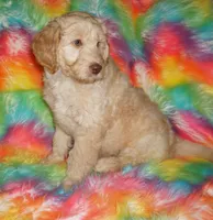 SALE FLEECE CREAM GIRL, a female Labradoodle for sale in La Habra, CA – Photo 5 of 7