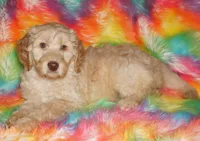SALE FLEECE CREAM GIRL, a female Labradoodle for sale in La Habra, CA – Photo 4 of 7