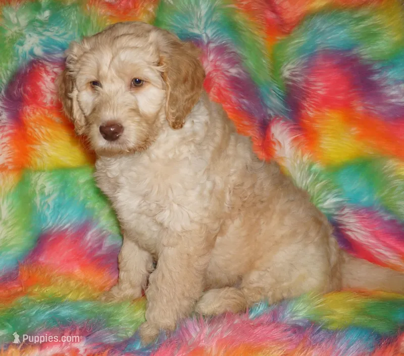 SALE FLEECE CREAM GIRL