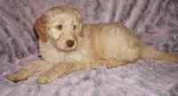SALE FLEECE CREAM GIRL, a female Labradoodle for sale in La Habra, CA – Photo 2 of 7
