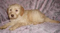 SALE FLEECE CREAM GIRL, a female Labradoodle for sale in La Habra, CA – Photo 3 of 7
