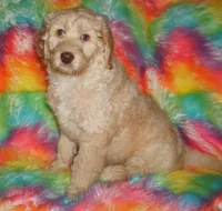SALE FLEECE CREAM GIRL, a female Labradoodle for sale in La Habra, CA – Photo 6 of 7
