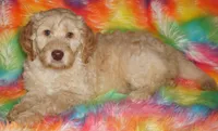 SALE FLEECE CREAM GIRL, a female Labradoodle for sale in La Habra, CA – Photo 7 of 7