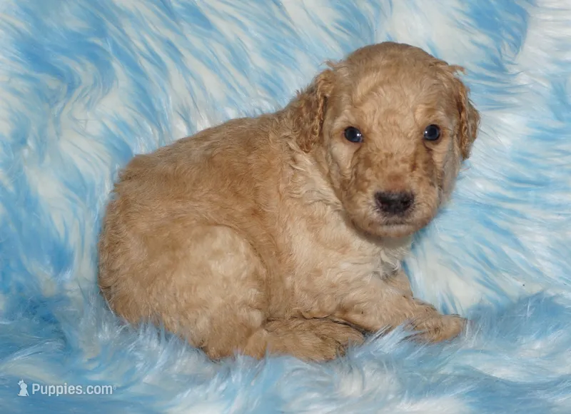 apricot boy – Labradoodle puppy for sale in La Habra, CA