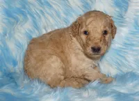 SALE-apricot boy, a male Labradoodle for sale in La Habra, CA – 2 of 6
