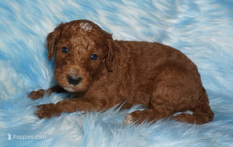 red tuxedo  girl – Labradoodle puppy for sale in La Habra, CA