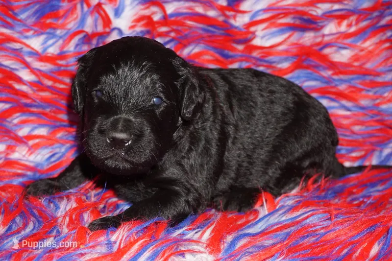 black 1 – Labradoodle puppy for sale in La Habra, CA