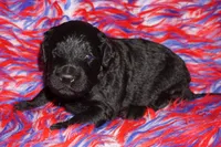 black 1 SALE, a male Labradoodle for sale in La Habra, CA – 2 of 4