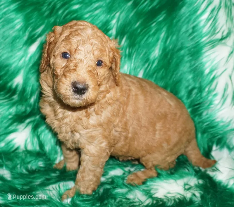 SALE red 1 – Labradoodle puppy for sale in La Habra, CA