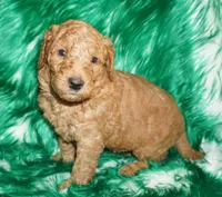 SALE red 1, a male Labradoodle for sale in La Habra, CA – Photo 6 of 9