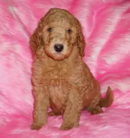 SALE red 1, a male Labradoodle for sale in La Habra, CA – Photo 3 of 9
