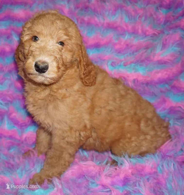 SALE red 1 – Labradoodle puppy for sale in La Habra, CA
