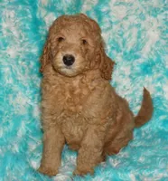 SALE red 1, a male Labradoodle for sale in La Habra, CA – Photo 2 of 9