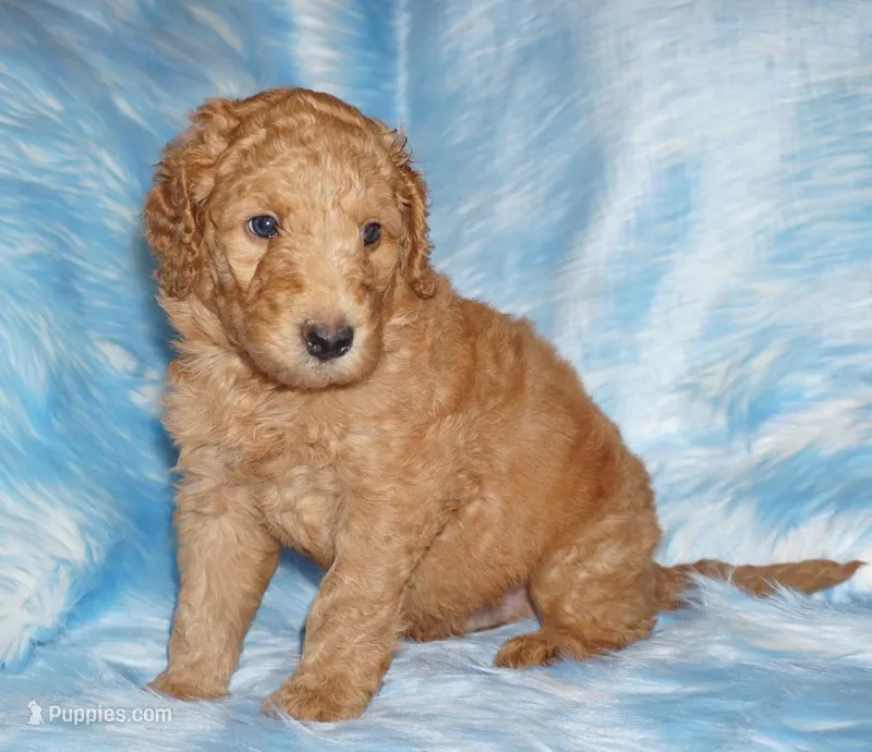 SALE red 1 – Labradoodle puppy for sale in La Habra, CA