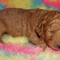 SALE red 1, a male Labradoodle for sale in La Habra, CA – Photo 1 of 2