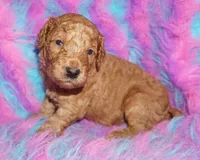 SALE red 1, a male Labradoodle for sale in La Habra, CA – Photo 7 of 9