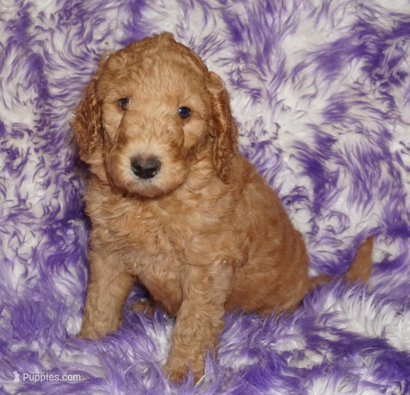 SALE red 1 – Labradoodle puppy for sale in La Habra, CA