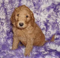 SALE red 1, a male Labradoodle for sale in La Habra, CA – Photo 4 of 9