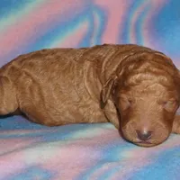 SALE red 1, a male Labradoodle for sale in La Habra, CA – Photo 2 of 2