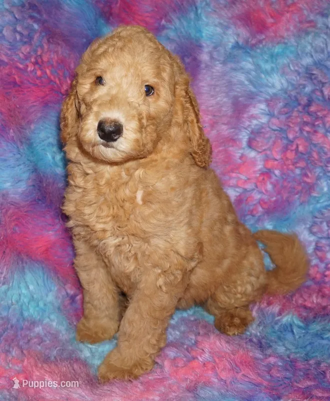 SALE red 1 – Labradoodle puppy for sale in La Habra, CA