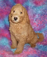 SALE red 1, a male Labradoodle for sale in La Habra, CA – Photo 1 of 9