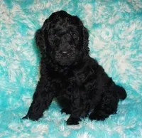 black 1 SALE, a male Labradoodle for sale in La Habra, CA – 1 of 7