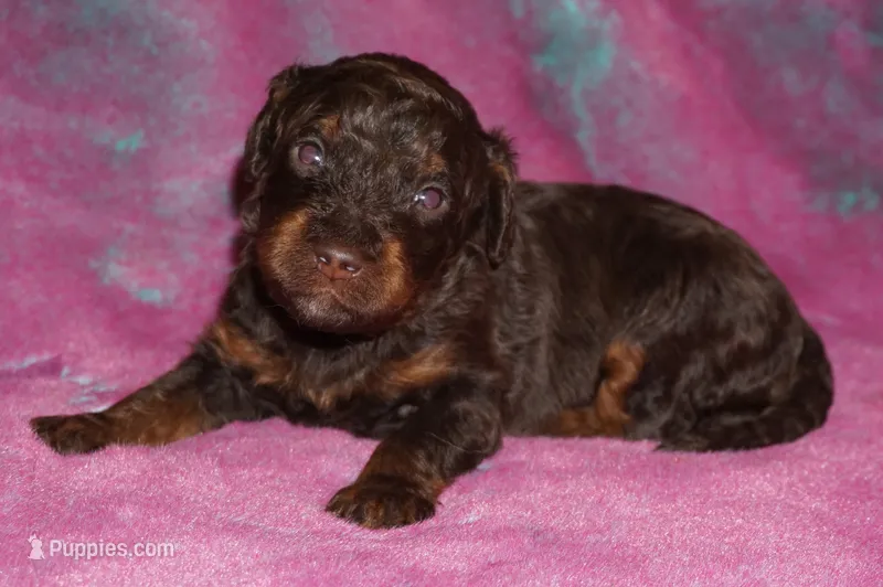 medium multigen choc phantom 1 – Labradoodle puppy for sale in La Habra, CA