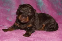 SALE medium multigen choc phantom 1, a female Labradoodle for sale in La Habra, CA – 3 of 5