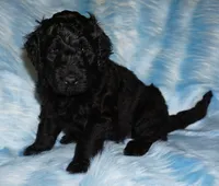 black 1 SALE, a male Labradoodle for sale in La Habra, CA – 2 of 7