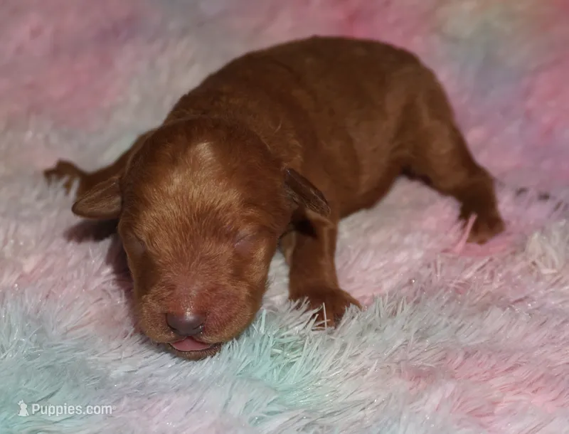 red girl 3 – Labradoodle puppy for sale in La Habra, CA