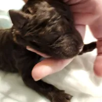 chocolate, a male Labradoodle for sale in La Habra, CA – Photo 2 of 3