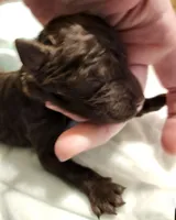 chocolate, a male Labradoodle for sale in La Habra, CA – Photo 2 of 3