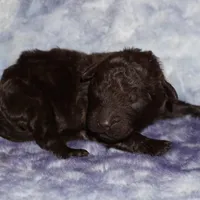 chocolate, a male Labradoodle for sale in La Habra, CA – Photo 1 of 3